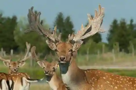 Animali nella recinzione